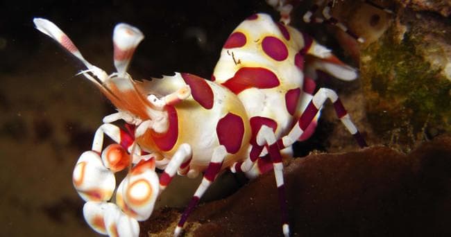 Night Dive
