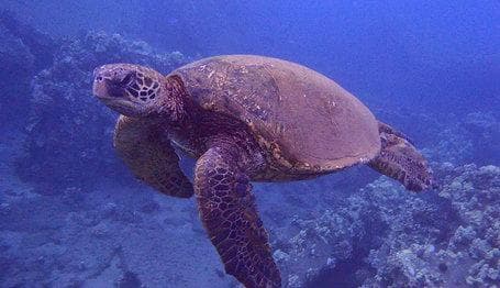 Private Snorkel Sail