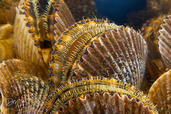 U-Pick Scallop Trip