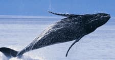 Whale Watching and Beach Tour from Anaheim!