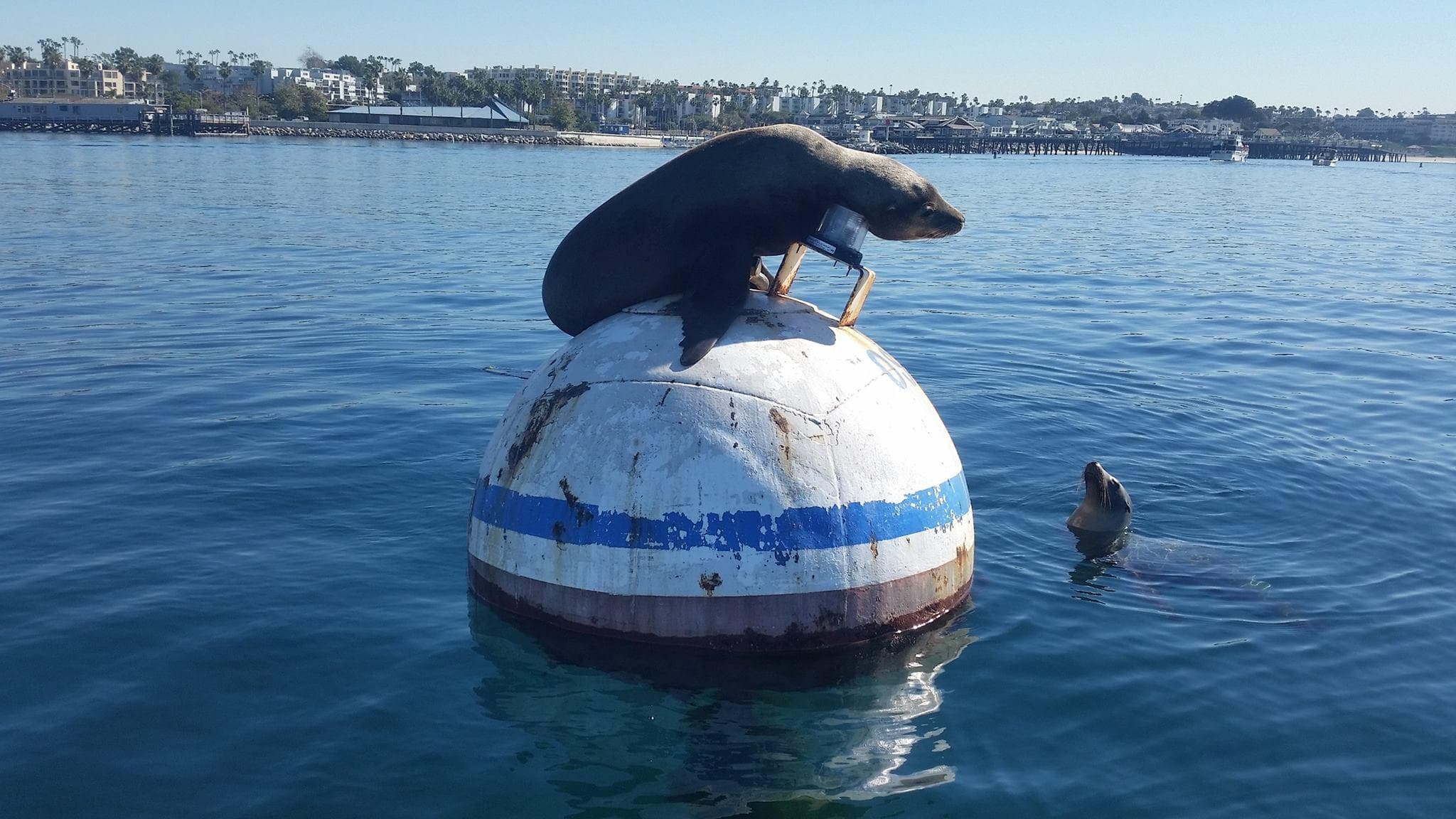 Sea Lion Tours